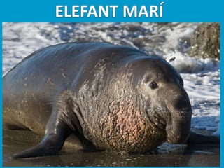 Llibres dels animals polars