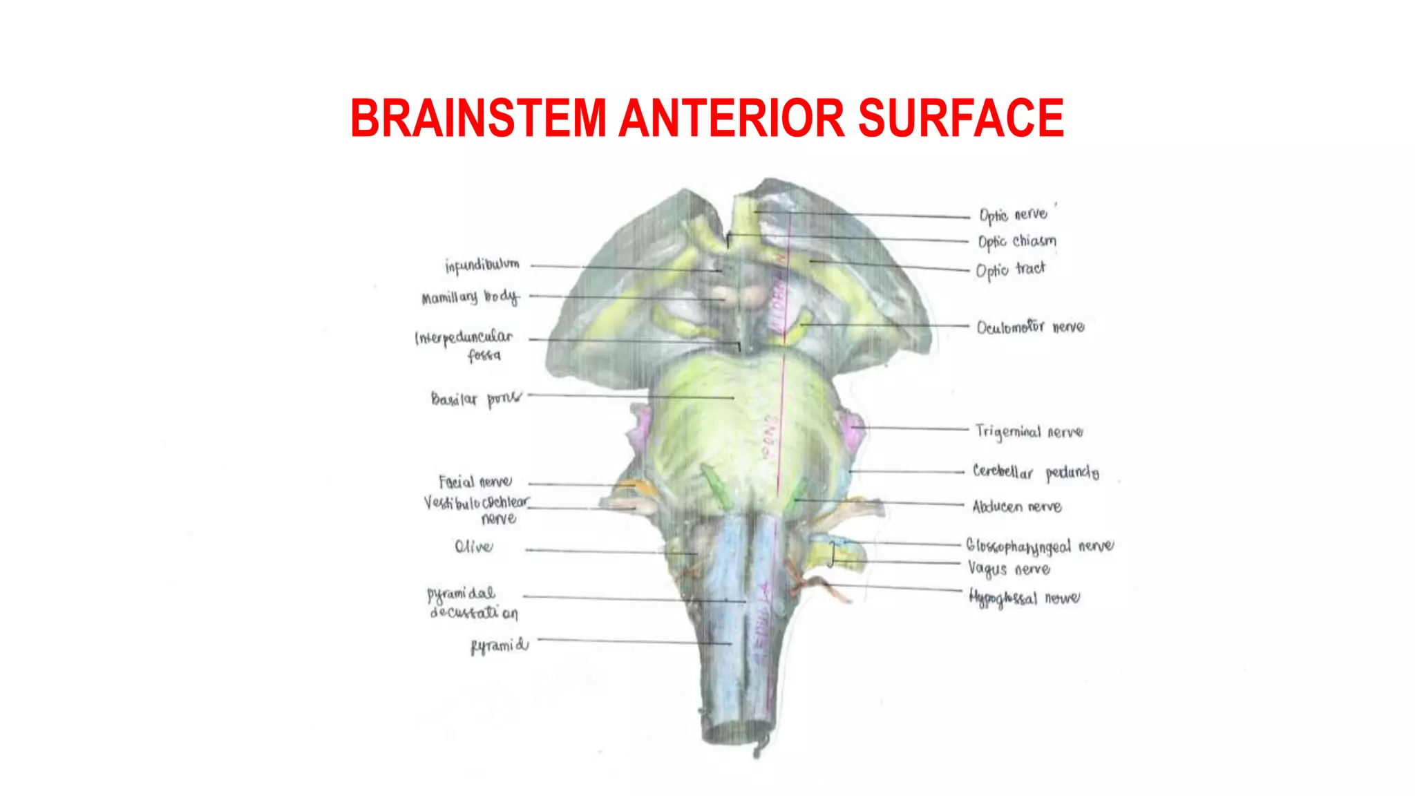 BRAINSTEM ANTERIOR SURFACE
 