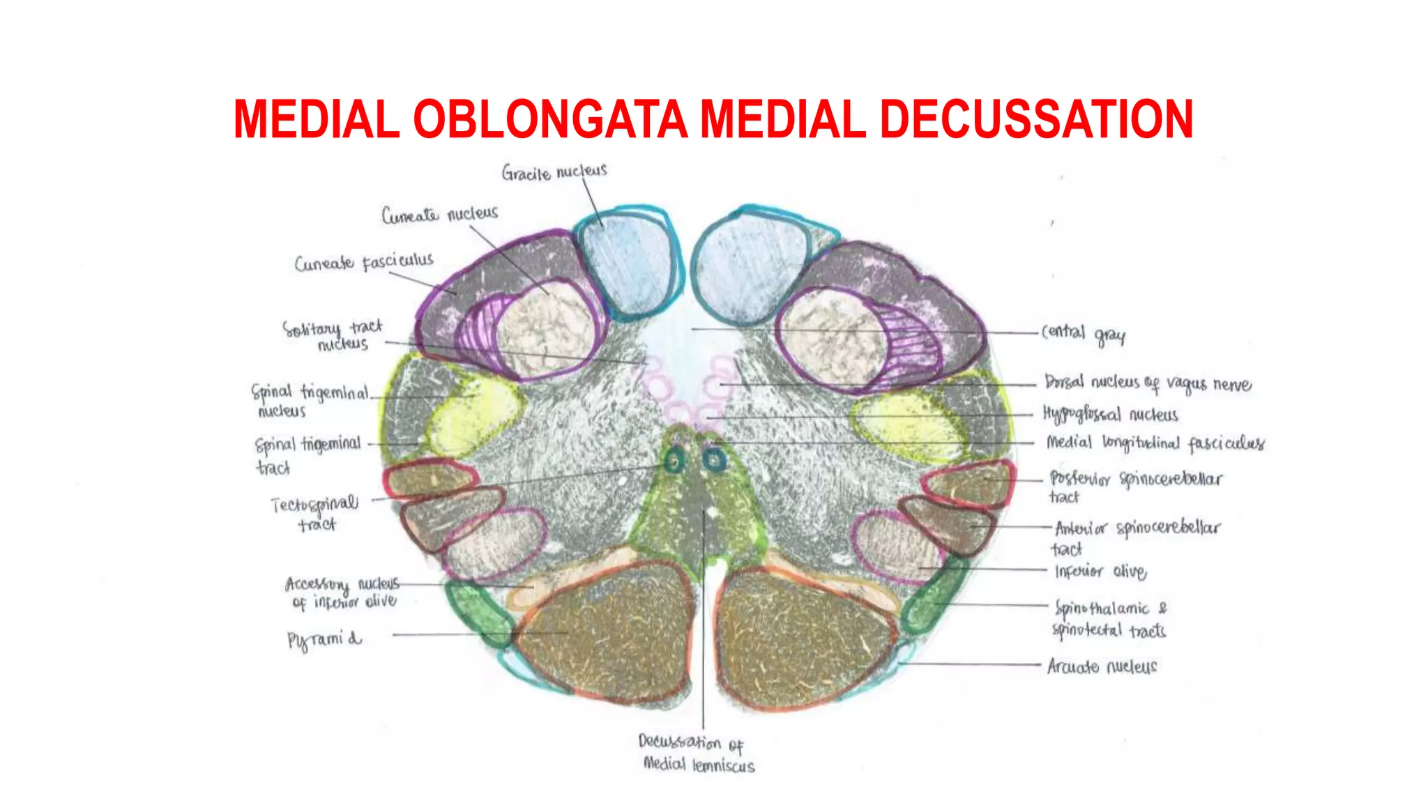 MEDIAL OBLONGATA MEDIAL DECUSSATION
 