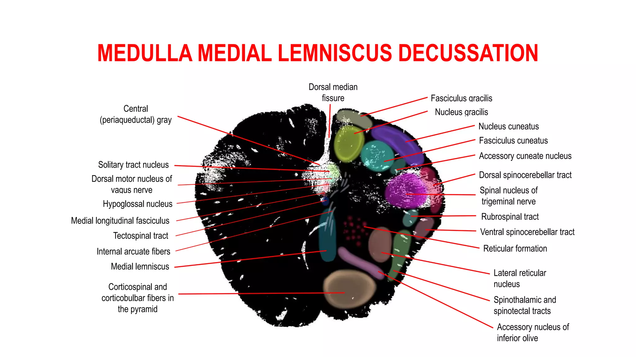 MEDULLA MEDIAL LEMNISCUS DECUSSATION
Solitary tract nucleus
Dorsal motor nucleus of
vagus nerve
Hypoglossal nucleus
Medial lemniscus
Medial longitudinal fasciculus
Fasciculus gracilis
Nucleus gracilis
Nucleus cuneatus
Fasciculus cuneatus
Accessory cuneate nucleus
Dorsal spinocerebellar tract
Spinal nucleus of
trigeminal nerve
Ventral spinocerebellar tract
Lateral reticular
nucleus
Spinothalamic and
spinotectal tracts
Accessory nucleus of
inferior olive
Corticospinal and
corticobulbar fibers in
the pyramid
Reticular formation
Central
(periaqueductal) gray
Dorsal median
fissure
Tectospinal tract
Rubrospinal tract
Internal arcuate fibers
 