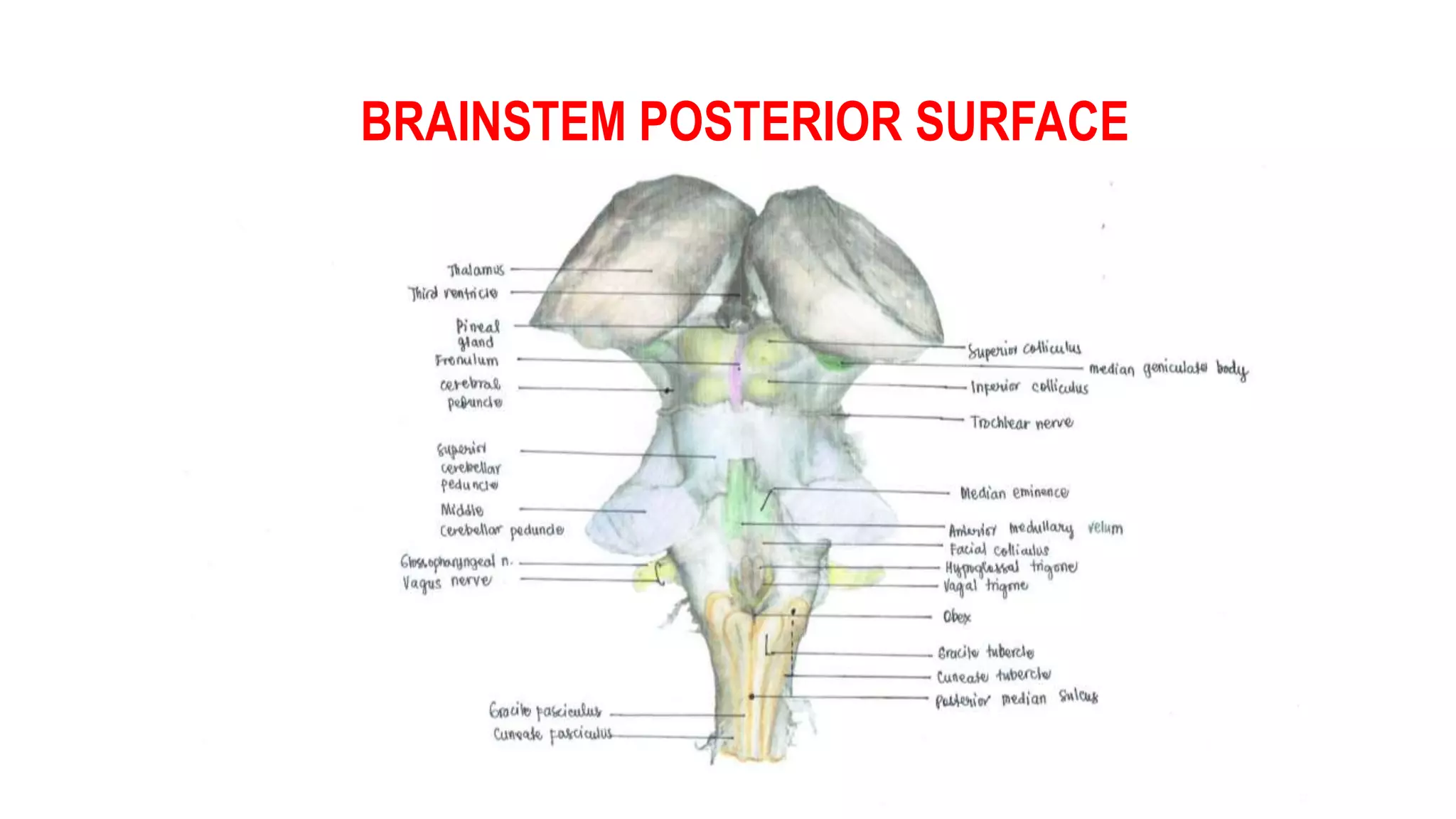 BRAINSTEM POSTERIOR SURFACE
 
