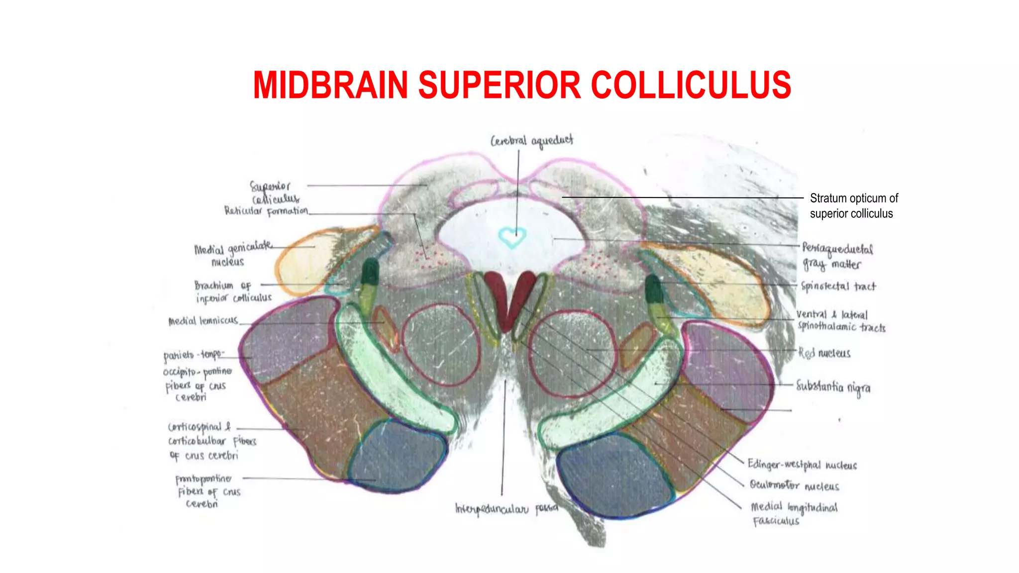 MIDBRAIN SUPERIOR COLLICULUS
Stratum opticum of
superior colliculus
 