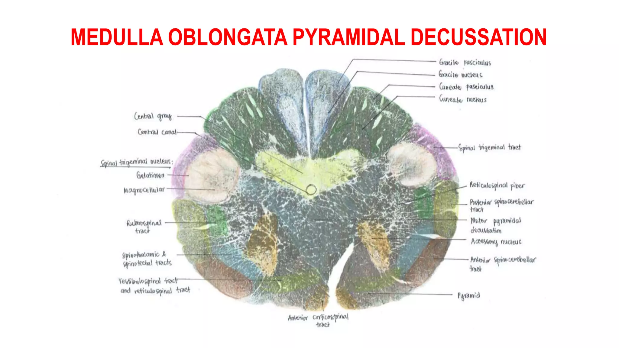 MEDULLA OBLONGATA PYRAMIDAL DECUSSATION
 