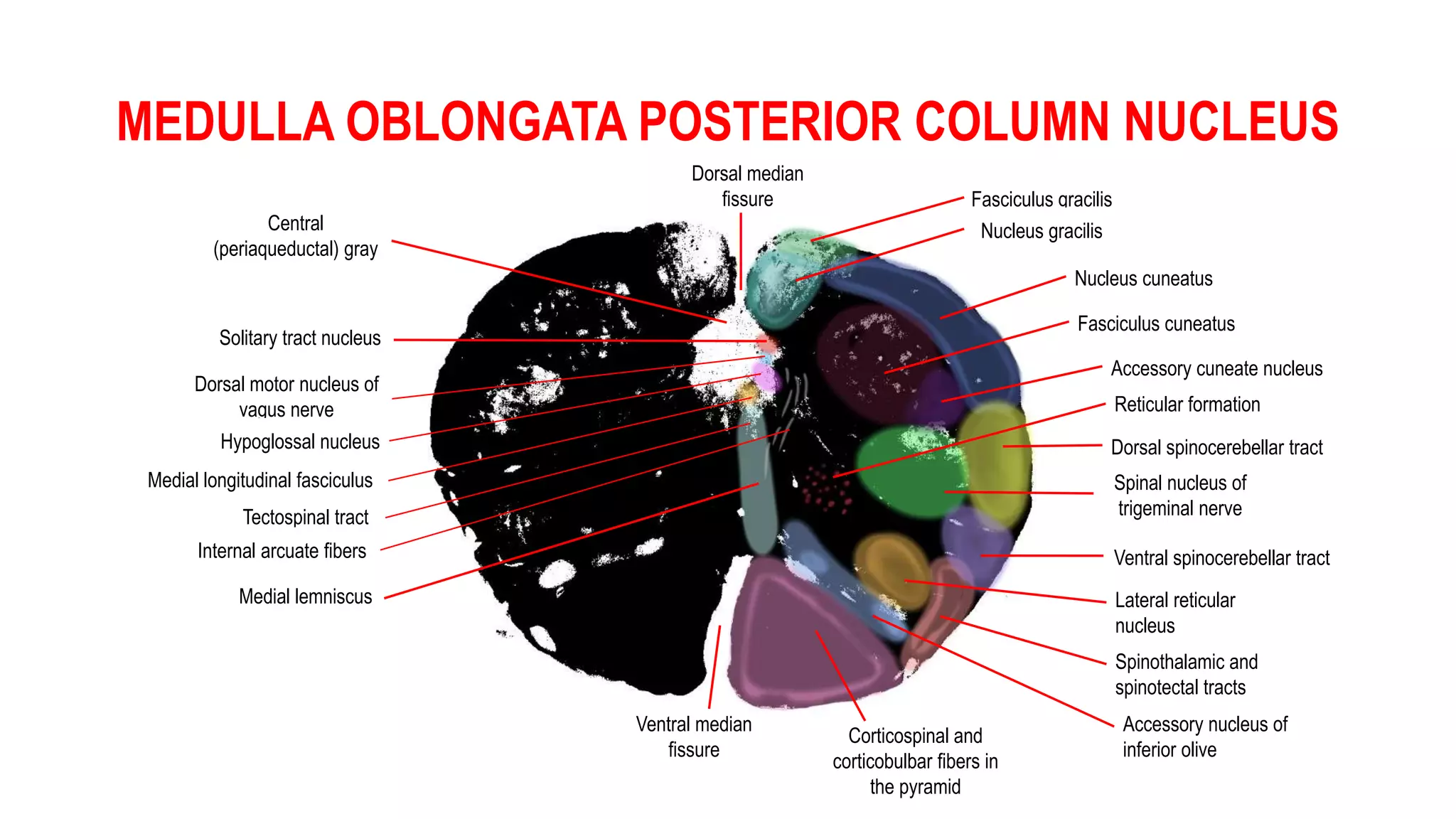 MEDULLA OBLONGATA POSTERIOR COLUMN NUCLEUS
Solitary tract nucleus
Dorsal motor nucleus of
vagus nerve
Hypoglossal nucleus
Medial lemniscus
Medial longitudinal fasciculus
Fasciculus gracilis
Nucleus gracilis
Nucleus cuneatus
Fasciculus cuneatus
Accessory cuneate nucleus
Dorsal spinocerebellar tract
Spinal nucleus of
trigeminal nerve
Ventral spinocerebellar tract
Lateral reticular
nucleus
Spinothalamic and
spinotectal tracts
Accessory nucleus of
inferior olive
Corticospinal and
corticobulbar fibers in
the pyramid
Reticular formation
Central
(periaqueductal) gray
Ventral median
fissure
Dorsal median
fissure
Tectospinal tract
Internal arcuate fibers
 