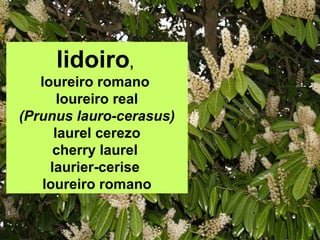 lidoiro,
loureiro romano
loureiro real
(Prunus lauro-cerasus)
laurel cerezo
cherry laurel
laurier-cerise
loureiro romano
 