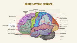 NEUROANATOMY - CEREBRUM