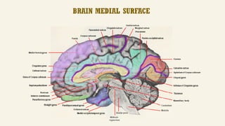 NEUROANATOMY - CEREBRUM