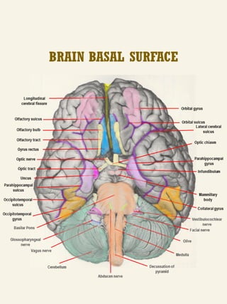 NEUROANATOMY - CEREBRUM