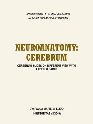 NEUROANATOMY - CEREBRUM