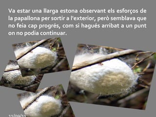 Va estar una llarga estona observant els esforços de la papallona per sortir a l'exterior, però semblava que no feia cap progrés, com si hagués arribat a un punt on no podia continuar. 