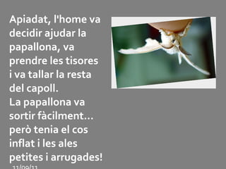 Apiadat, l'home va decidir ajudar la papallona, va prendre les tisores i va tallar la resta del capoll. La papallona va sortir fàcilment... però tenia el cos inflat i les ales petites i arrugades! 