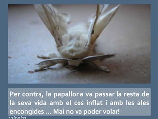 Per contra, la papallona va passar la resta de la seva vida amb el cos inflat i amb les ales encongides ... Mai no va poder volar! 