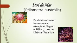 Lliri de Mar
(Ptilometra australis)
Es distribueixen en
tots els mars ,
excepte el Negre i
el Bàltic , i des de
l'Àrtic a l'Antàrtida
 