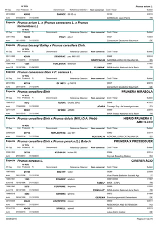 DenominacióNº Exp. Nom comercial Codi / Titular Butlletí
Nº POV
Inici Protecció Fi Referència Obtentor /
Prunus avium L.
ZAI89CZ2010/2862 89 05 cz 00189
DARNAUD, Jean-Pierreeuro
3/201642692
07/03/2016 FR31/12/2046
Especie Prunus avium L. x (Prunus canescens L. x Prunus
tormentosa L.)
DenominacióNº Exp. Nom comercial Codi / Titular Butlletí
Nº POV
Inici Protecció Fi Referència Obtentor /
PIKU12001/1462 piku1 03021
Consortium Deutscher Baumscheuro
1/200310246
18/11/2002 DE31/12/2032
Especie Prunus besseyi Bailey x Prunus cerasifera Ehrh.
DenominacióNº Exp. Nom comercial Codi / Titular Butlletí
Nº POV
Inici Protecció Fi Referència Obtentor /
DENSIPAC2011/1062 pac 9801-02 03862
AGROMILLORA CATALANA SAeuro
3/201642959
11/04/2016 ROOTPAC-20 ES31/12/2046
FERLENAIN1995/1409 ferlenain 00691
INRA-Institut National de la Recheuro116
1/19971264
15/10/1996 PLUMINA* FR01/04/2022
Especie Prunus canescens Bois × P. cerasus L.
DenominacióNº Exp. Nom comercial Codi / Titular Butlletí
Nº POV
Inici Protecció Fi Referència Obtentor /
GI 148132013/1854 gi 14813 00347
Consortium Deutscher Baumscheuro
2/201642314
25/01/2016 DE31/12/2046
Especie Prunus cerasifera Ehrh
DenominacióNº Exp. Nom comercial Codi / Titular Butlletí
Nº POV
Inici Protecció Fi Referència Obtentor /
PRUNERA MIRABOLÀ
ADARA1995/3027 ciruelo 29AD 00648
Consejo Sup. de Investigacioneseuro
4/20029572
17/06/2002 ADARA ES31/12/2032
GF29802014/1244 gf2980 00689
INRA-Institut National de la Recheuro
2/201539361
26/01/2015 FR31/12/2045
Especie Prunus cerasifera Ehrh x Prunus dulcis (Mill.) D.A. Webb
DenominacióNº Exp. Nom comercial Codi / Titular Butlletí
Nº POV
Inici Protecció Fi Referència Obtentor /
HIBRID PRUNERA X
AMETLLER
REPLANTPAC2009/0230 pac 941 03862
AGROMILLORA CATALANA SAeuro
3/201437716
22/04/2014 ROOTPAC-R ES31/12/2044
Especie Prunus cerasifera Ehrh x Prunus persica (L.) Batsch
DenominacióNº Exp. Nom comercial Codi / Titular Butlletí
Nº POV
Inici Protecció Fi Referència Obtentor /
PRUNERA X PRESSEGUER
KUBAN 862009/1565 kuban 86 03864
Krymsk Breeding Stationeuro
2/201436708
27/01/2014 RU31/12/2044
Especie Prunus cerasus L.
DenominacióNº Exp. Nom comercial Codi / Titular Butlletí
Nº POV
Inici Protecció Fi Referència Obtentor /
CIRERER ÀCID
BIGI VIT1997/0653 victor 05289
Vivai Piante Battistini Società Agreuro
2/200821730
28/01/2008 IT31/12/2038
EDABRIZ1995/1531 edabriz 00691/00693
INRA - CTIFLeuro116
1/19971265
15/10/1996 TABEL* FR01/11/2021
FERPRIME1998/1843 ferprime 00689
INRA-Institut National de la Recheuro116
1/20005570
06/12/1999 PRIMULAT* FR31/12/2024
GEREMA1998/0318 gerena 00672
Forschungsanstalt Geisenheimeuro
3/19994253
06/04/1999 GEREMA DE31/12/2029
LÖVÖPETRI2010/0426 clone r 06930
RESEARCH AND EXTENSIONeuro
3/201129643
18/04/2011 HU31/12/2041
SPINELL2014/2153 spinell 06760
Julius Kühn Instituteuro
3/201540438
07/04/2015 DE31/12/2045
30/08/2016 Pàgina 41 de 79
 