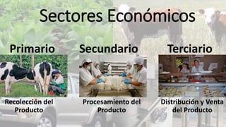 Sectores Económicos 
Primario Secundario Terciario 
Recolección del 
Producto 
Procesamiento del 
Producto 
Distribución y Venta 
del Producto 
 