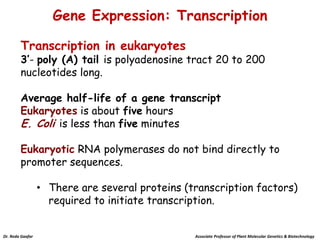 Primary Transcript Genetics molecular genetics | PDF