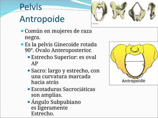 Pelvis
Antropoide
⚫Común en mujeres de raza
negra.
⚫Es la pelvis Ginecoide rotada
90°. Ovalo Anteroposterior.
⚫Estrecho Superior: es oval
AP
⚫Sacro: largo y estrecho, con
una curvatura marcada
hacia atrás
⚫Escotaduras Sacrociáticas
son amplias.
⚫Ángulo Subpubiano
es ligeramente
Estrecho.
 