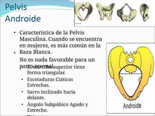 Pelvis
Androide
•
• Característica de la Pelvis
Masculina. Cuando se encuentra
en mujeres, es más común en la
Raza Blanca.
No es nada favorable para un
parto normal.
• El estrecho superior tiene
forma triangular.
• Escotaduras Ciáticas
Estrechas.
• Sacro inclinado hacia
delante.
• Ángulo Subpúbico Agudo y
Estrecho.
 