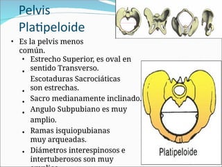 Pelvis
Platipeloide
• Es la pelvis menos
común.
•
•
•
•
•
•
• Estrecho Superior, es oval en
sentido Transverso.
Escotaduras Sacrociáticas
son estrechas.
Sacro medianamente inclinado.
Angulo Subpubiano es muy
amplio.
Ramas isquiopubianas
muy arqueadas.
Diámetros interespinosos e
intertuberosos son muy
 