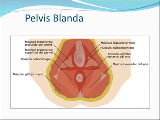 Pelvis Blanda
 