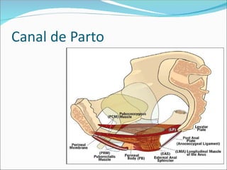 Canal de Parto
 