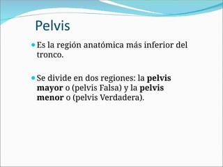 Pelvis
⚫Es la región anatómica más inferior del
tronco.
⚫Se divide en dos regiones: la pelvis
mayor o (pelvis Falsa) y la pelvis
menor o (pelvis Verdadera).
 