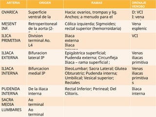 ARTERIA ORIGEN RAMAS DRENAJE
VENOSO
OVARICA Superficie
ventral de la
Aorta
Hacia: ovarios, trompas y lig.
Anchos; a menudo para el
ureter
D: VCI
I: vena
renal
MESENT
INF.
Retroperitoneal
de la aorta (2-
5cm)
Cólica izquierda; Sigmoides;
rectal superior (hemorroidaria)
Vena
esplenic
a
ILICA
PRIMITIVA
Division
terminal Ao.
L4
Iliaca
externa
Iliaca
interna
VCI
ILIACA
EXTERNA
Bifuracion
lateral IP
Epigástrica superficial;
Pudenda externa; Circunfleja
Iliaca – rama superficial ;
Epigástrica inferior
Venas
iliacas
primitiva
s
ILIACA
INTERNA
Bifurcacion
medial IP
IlieoLumbar; Sacra Lateral; Glutea
Obturatriz; Pudenda interna;
Umbilical; Vesical superior;
Rectales
; Uterina; Vaginal; Isquiática
Venas
iliacas
primitiva
s
PUDENDA
INTERNA
De la iliaca
interna
Rectal Inferior; Perineal; Del
Clítoris.
Iliaca
interna
SACRA
MEDIA
Ao
terminal
posterior
LUMBARES Ao
terminal
 