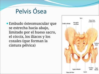 Pelvis Ósea
⚫Embudo ósteomuscular que
se estrecha hacia abajo,
limitado por el hueso sacro,
el cóccix, los ilíacos y los
coxales (que forman la
cintura pélvica)
 