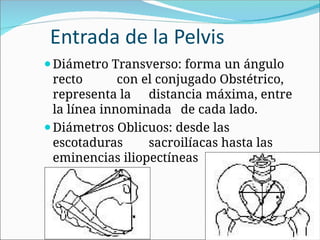 Entrada de la Pelvis
⚫Diámetro Transverso: forma un ángulo
recto con el conjugado Obstétrico,
representa la distancia máxima, entre
la línea innominada de cada lado.
⚫Diámetros Oblicuos: desde las
escotaduras sacroilíacas hasta las
eminencias iliopectíneas del lado
opuesto < 13 cm.
 