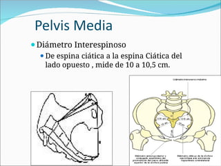 Pelvis Media
⚫Diámetro Interespinoso
⚫De espina ciática a la espina Ciática del
lado opuesto , mide de 10 a 10,5 cm.
 