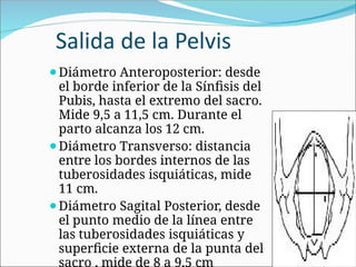 Salida de la Pelvis
⚫Diámetro Anteroposterior: desde
el borde inferior de la Sínfisis del
Pubis, hasta el extremo del sacro.
Mide 9,5 a 11,5 cm. Durante el
parto alcanza los 12 cm.
⚫Diámetro Transverso: distancia
entre los bordes internos de las
tuberosidades isquiáticas, mide
11 cm.
⚫Diámetro Sagital Posterior, desde
el punto medio de la línea entre
las tuberosidades isquiáticas y
superficie externa de la punta del
sacro , mide de 8 a 9,5 cm
 