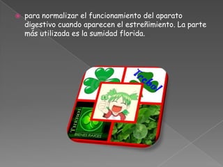 para normalizar el funcionamiento del aparato digestivo cuando aparecen el estreñimiento. La parte más utilizada es la sumidad florida.