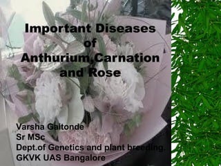 Important Diseases
of
Anthurium,Carnation
and Rose

Varsha Gaitonde
Sr MSc
Dept.of Genetics and plant breeding.
GKVK UAS Bangalore

 