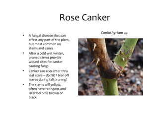 Diseases of anthurium Carnation and Rose.Prepared by Varu Gaitonde. | PPT