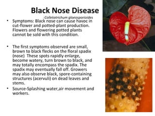 Diseases of anthurium Carnation and Rose.Prepared by Varu Gaitonde. | PPT