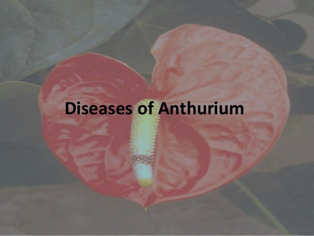 Diseases of anthurium Carnation and Rose.Prepared by Varu ...