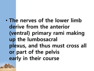 • The nerves of the lower limb
derive from the anterior
(ventral) primary rami making
up the lumbosacral
plexus, and thus must cross all
or part of the pelvis
early in their course
 
