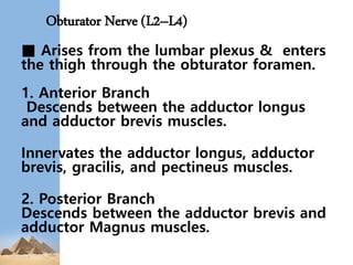 Obturator Nerve (L2–L4)
■ Arises from the lumbar plexus & enters
the thigh through the obturator foramen.
1. Anterior Branch
Descends between the adductor longus
and adductor brevis muscles.
Innervates the adductor longus, adductor
brevis, gracilis, and pectineus muscles.
2. Posterior Branch
Descends between the adductor brevis and
adductor Magnus muscles.
 