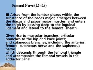 Femoral Nerve (L2–L4)
■ Arises from the lumbar plexus within the
substance of the psoas major, emerges between
the iliacus and psoas major muscles, and enters
the thigh by passing deep to the inguinal
ligament and lateral to the femoral sheath.
Gives rise to muscular branches; articular
branches to the hip and knee joints;
and cutaneous branches, including the anterior
femoral cutaneous nerve and the saphenous
nerve,
which descends through the femoral triangle
and accompanies the femoral vessels in the
adductor canal
 