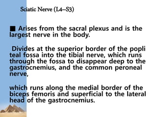 Sciatic Nerve (L4–S3)
■ Arises from the sacral plexus and is the
largest nerve in the body.
Divides at the superior border of the popli
teal fossa into the tibial nerve, which runs
through the fossa to disappear deep to the
gastrocnemius, and the common peroneal
nerve,
which runs along the medial border of the
biceps femoris and superficial to the lateral
head of the gastrocnemius.
 