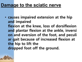 Damage to the sciatic nerve
• causes impaired extension at the hip
and impaired
flexion at the knee, loss of dorsiflexion
and plantar flexion at the ankle, inversi
on and eversion of the foot, and peculi
ar gait because of increased flexion at
the hip to lift the
dropped foot off the ground.
 