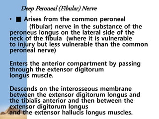 Deep Peroneal (Fibular) Nerve
• ■ Arises from the common peroneal
(fibular) nerve in the substance of the
peroneus longus on the lateral side of the
neck of the fibula (where it is vulnerable
to injury but less vulnerable than the common
peroneal nerve)
Enters the anterior compartment by passing
through the extensor digitorum
longus muscle.
Descends on the interosseous membrane
between the extensor digitorum longus and
the tibialis anterior and then between the
extensor digitorum longus
and the extensor hallucis longus muscles.
 