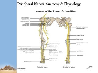 Peripheral Nerves Anatomy & Physiology
 