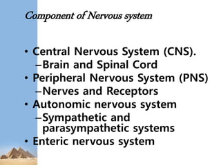 Component of Nervous system
• Central Nervous System (CNS).
–Brain and Spinal Cord
• Peripheral Nervous System (PNS)
–Nerves and Receptors
• Autonomic nervous system
–Sympathetic and
parasympathetic systems
• Enteric nervous system
 