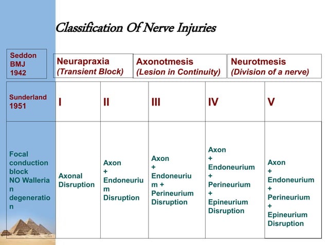 Lower Limb Nerve Injuries Pptx