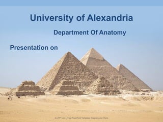 ALLPPT.com _ Free PowerPoint Templates, Diagrams and Charts
Department Of Anatomy
Presentation on
University of Alexandria
 