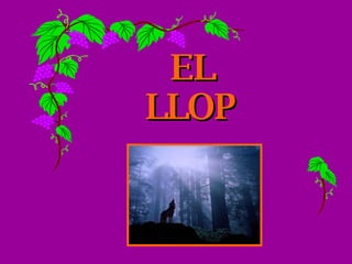 EL  LLOP 