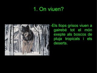 1. On viuen? -Els llops grisos viuen a gairebé tot el món exepte als boscos de pluja tropicals i els deserts. 