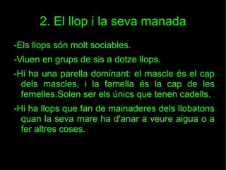 2. El llop i la seva manada -Els llops són molt sociables. -Viuen en grups de sis a dotze llops. -Hi ha una parella dominant: el mascle és el cap dels mascles, i la famella és la cap de les femelles.Solen ser els únics que tenen cadells. -Hi ha llops que fan de mainaderes dels llobatons quan la seva mare ha d'anar a veure aigua o a fer altres coses. 
