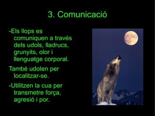 3. Comunicació -Els llops es comuniquen a través dels udols, lladrucs, grunyits, olor i llenguatge corporal. També udolen per localitzar-se. -Utilitzen la cua per transmetre força, agresió i por. 
